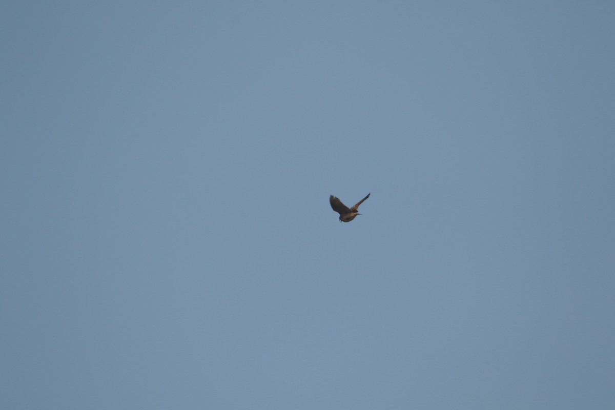 Oriental Skylark - ML645383887