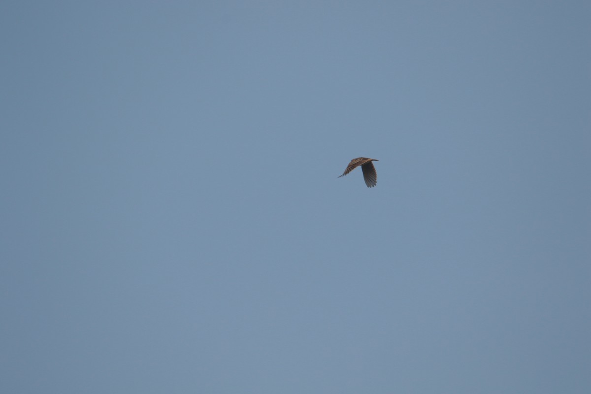 Oriental Skylark - ML645383888