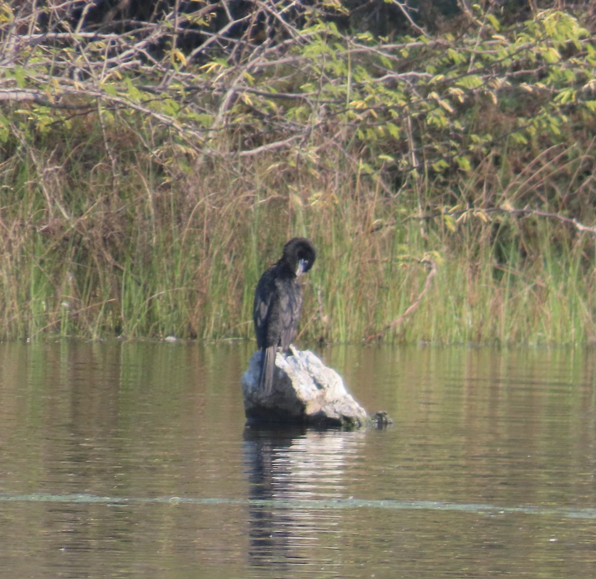 アジアコビトウ - ML645383894