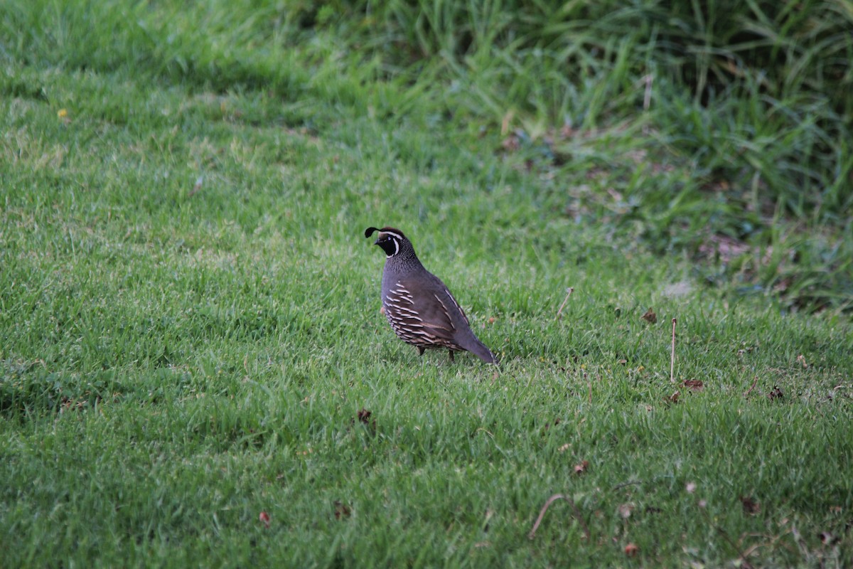 California Quail - ML645383895