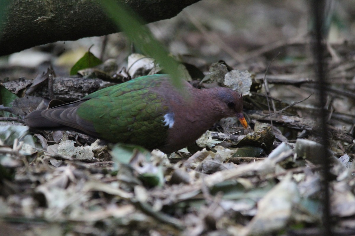 Pacific Emerald Dove - ML645383902