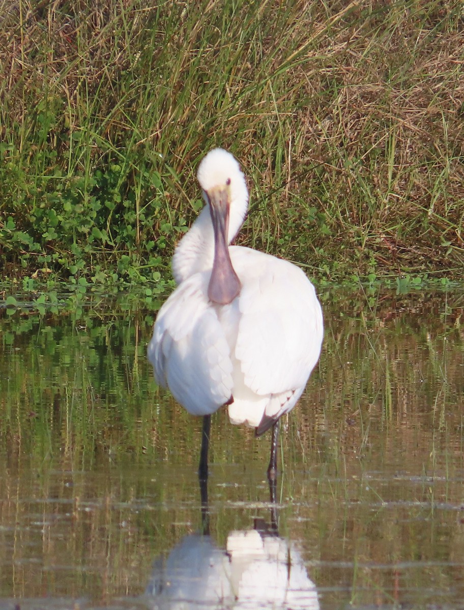 ヘラサギ - ML645383903