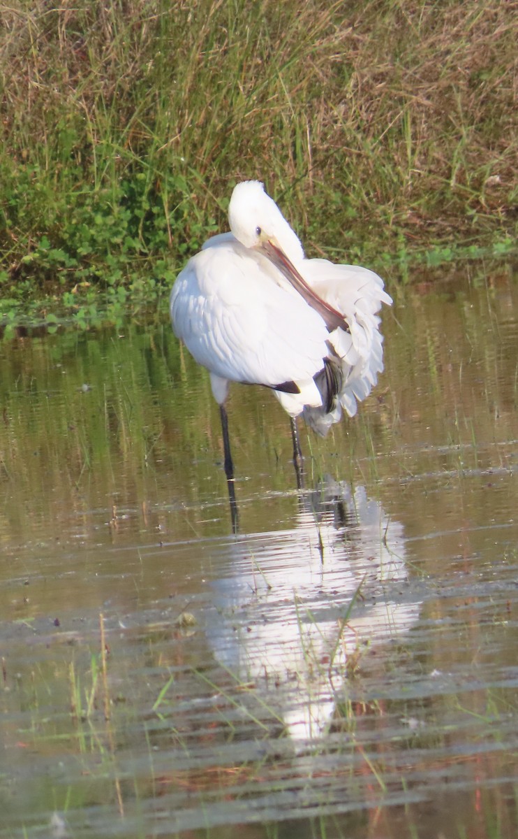 ヘラサギ - ML645383904