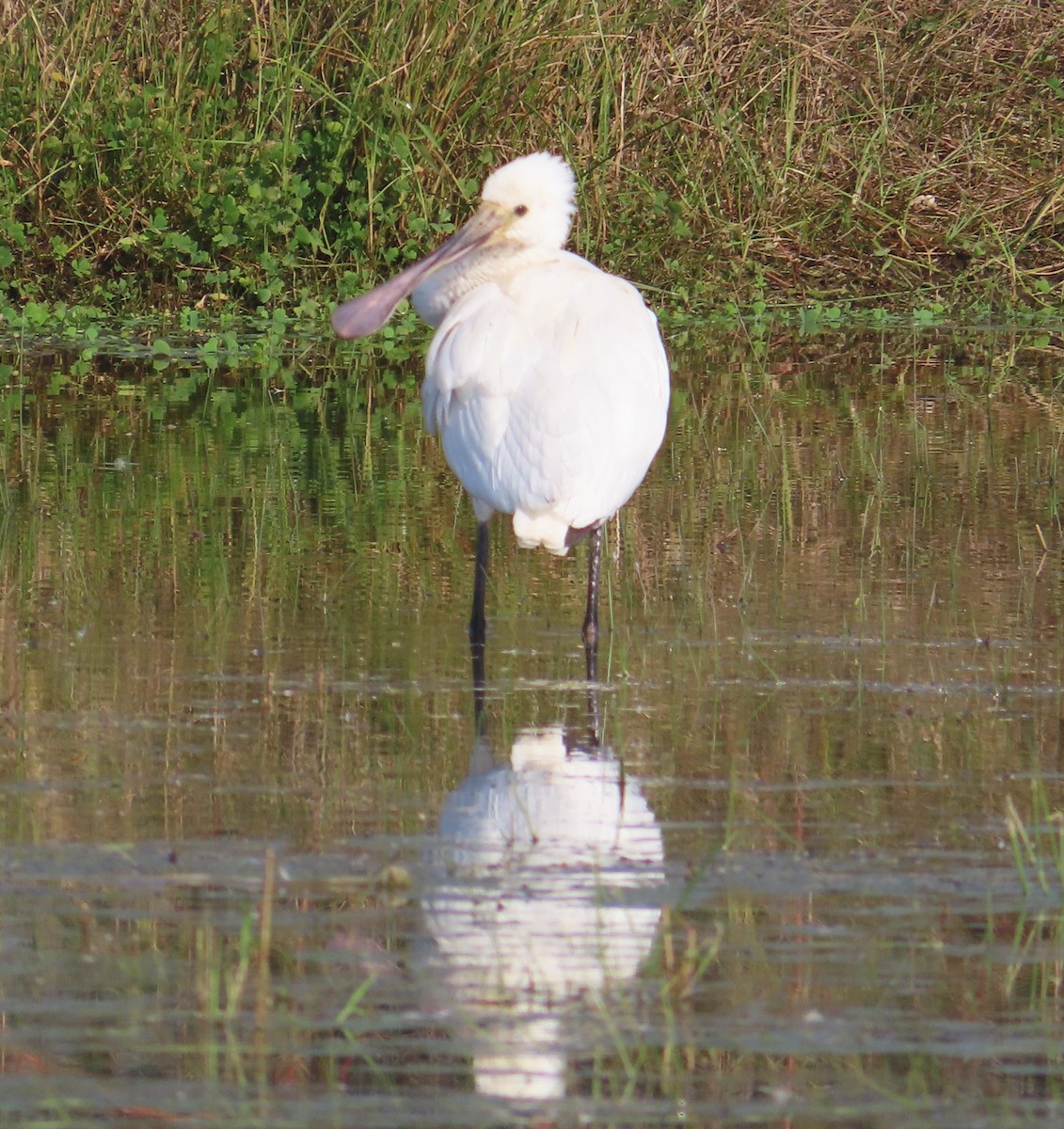 ヘラサギ - ML645383905