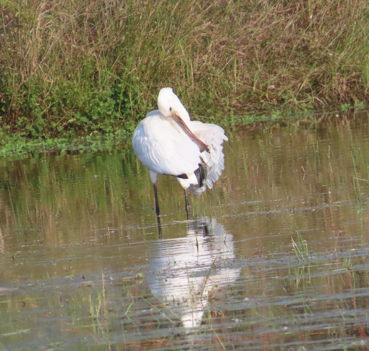 ヘラサギ - ML645383906