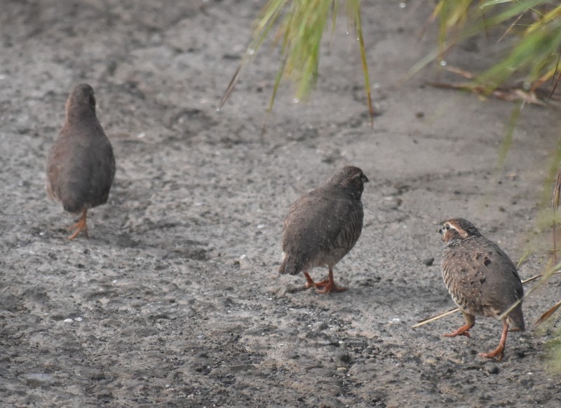 křepelka skalní - ML645383909