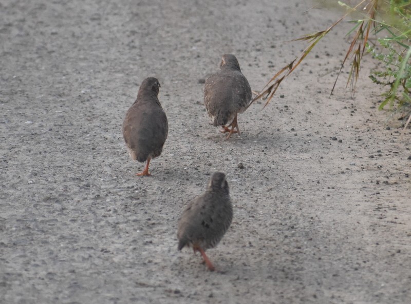 křepelka skalní - ML645383910