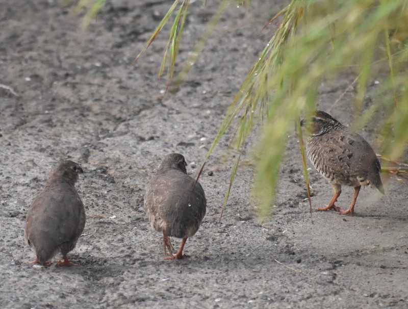 křepelka skalní - ML645383911