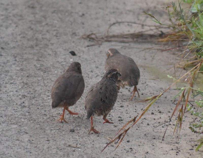 křepelka skalní - ML645383912