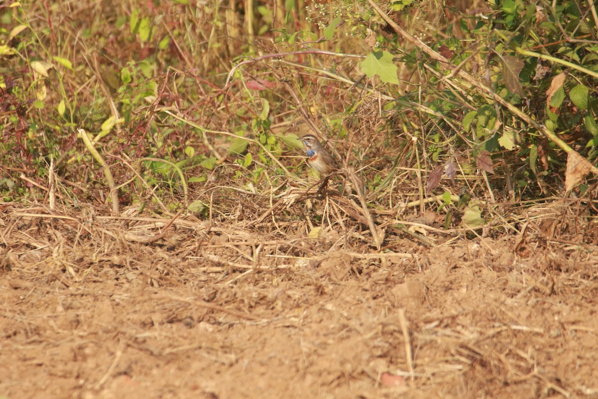Bluethroat - ML645383914