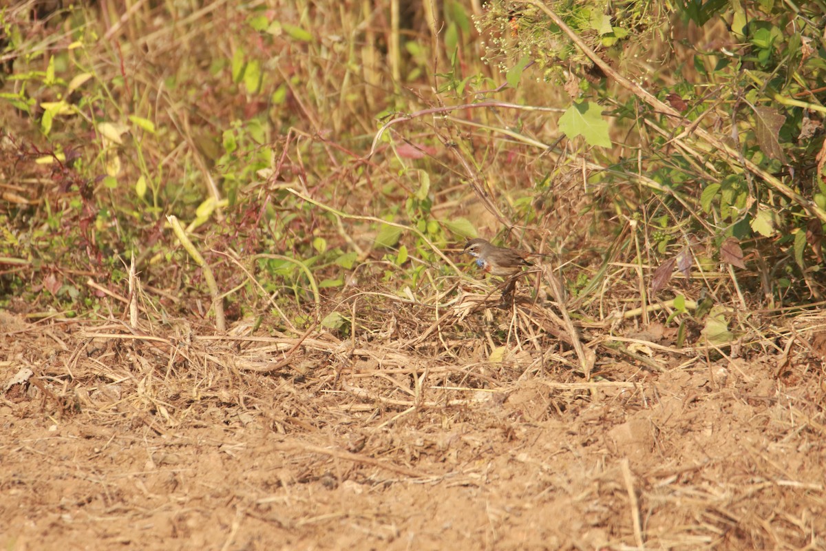 Bluethroat - ML645383915