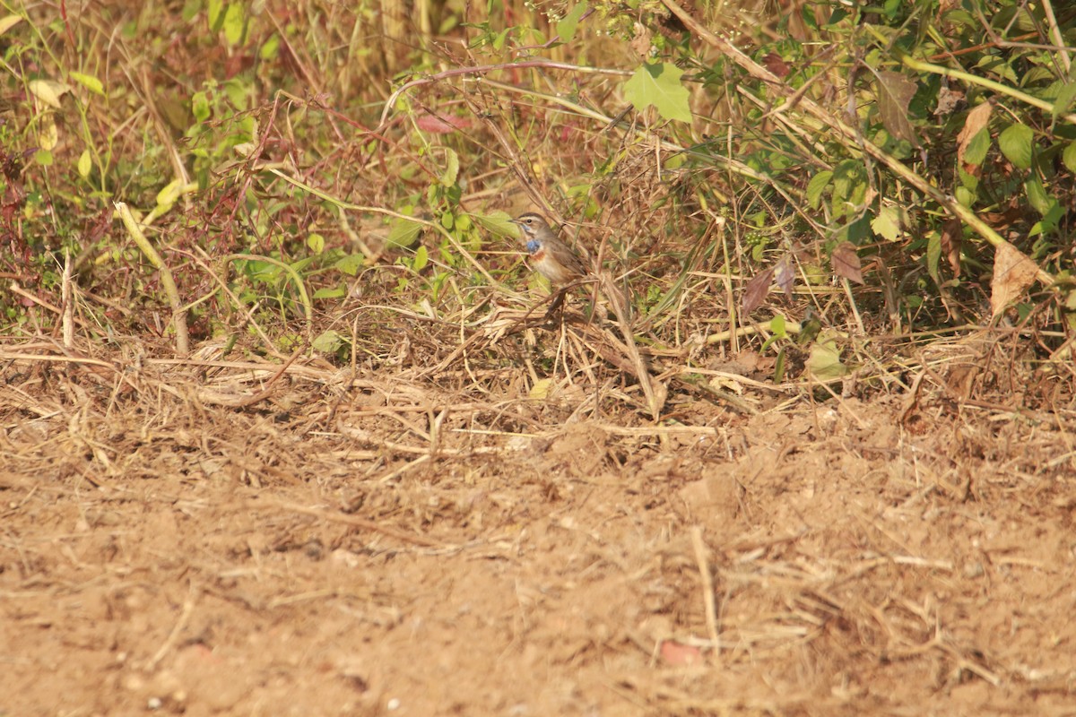 Bluethroat - ML645383916