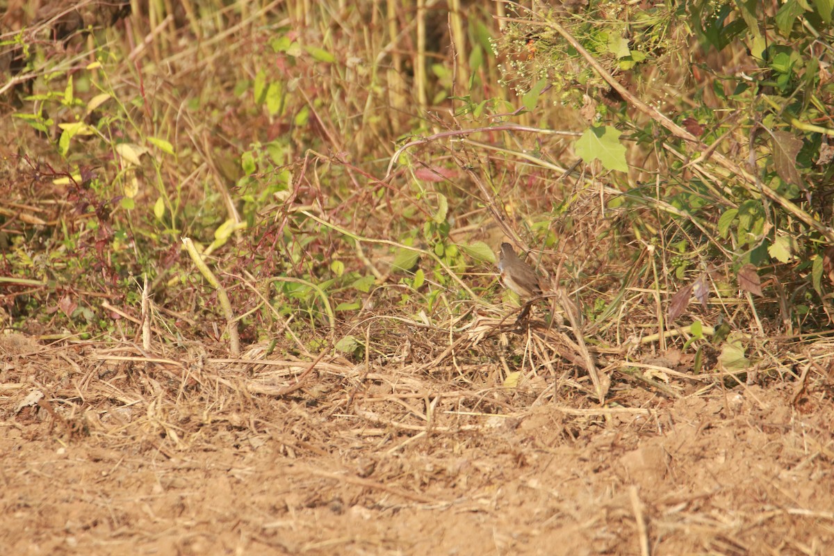 Bluethroat - ML645383917