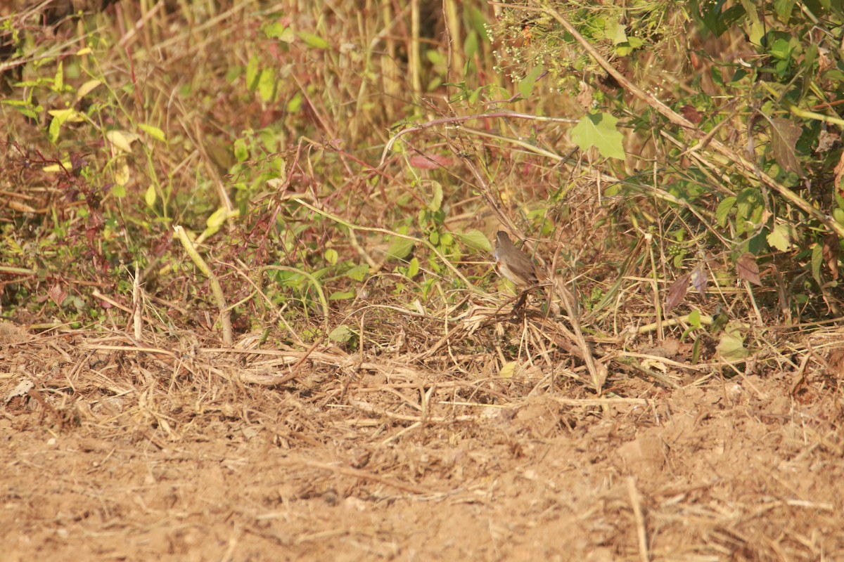 Bluethroat - ML645383918