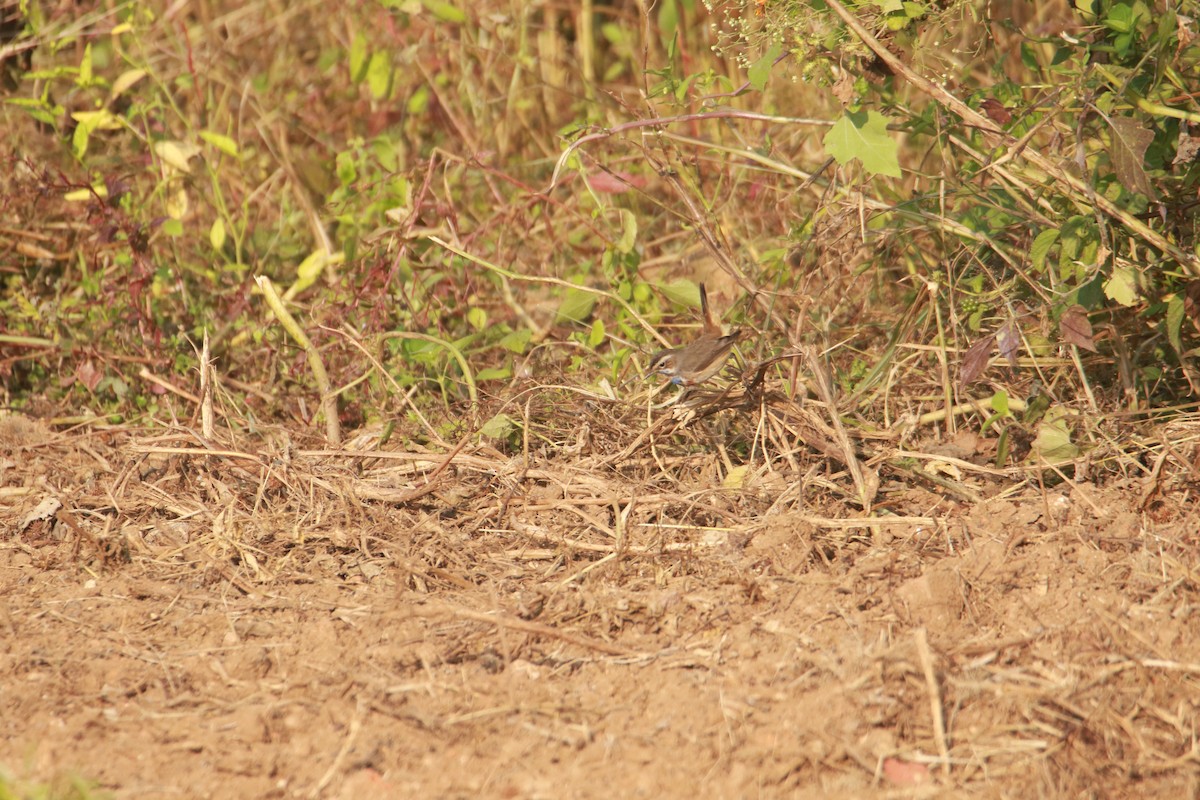 Bluethroat - ML645383919