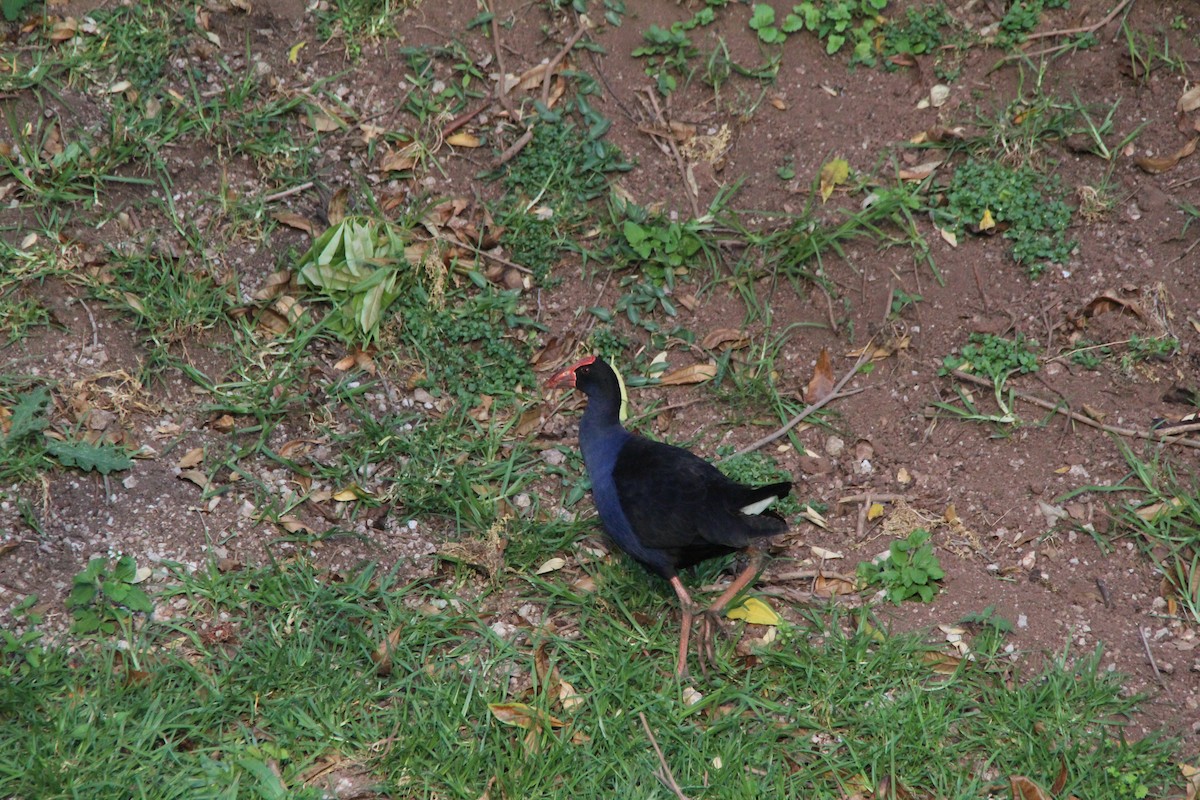Australasian Swamphen - ML645383930
