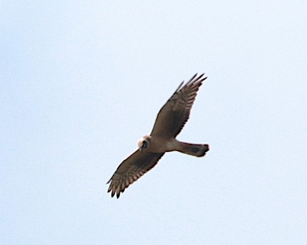Pallid Harrier - ML645383931
