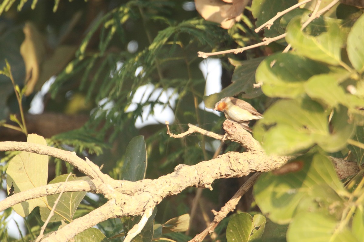 Taiga Flycatcher - ML645383938