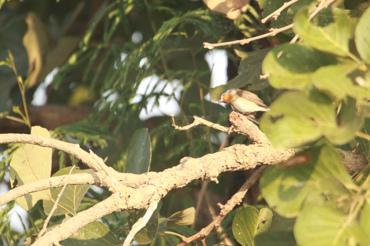 Taiga Flycatcher - ML645383939