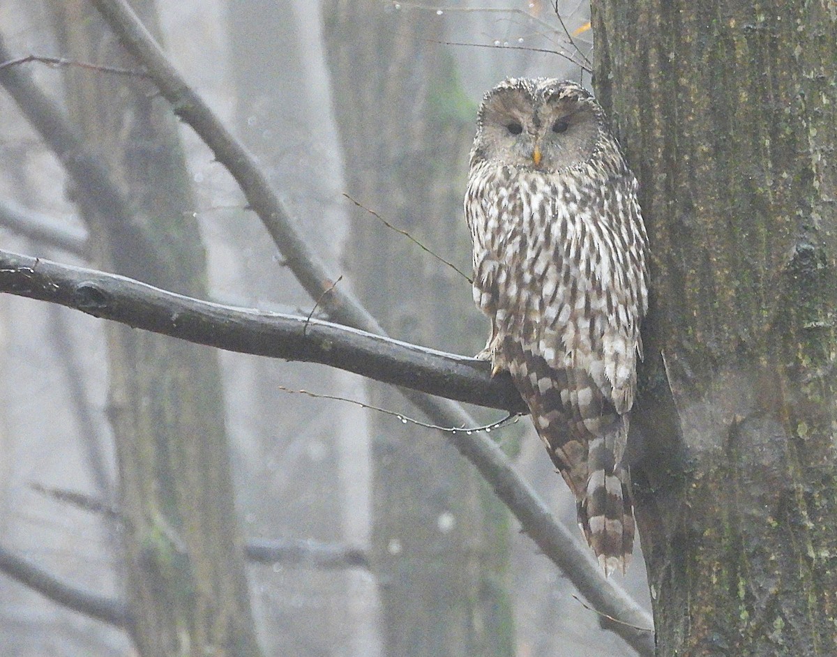 Ural Owl - ML645383941