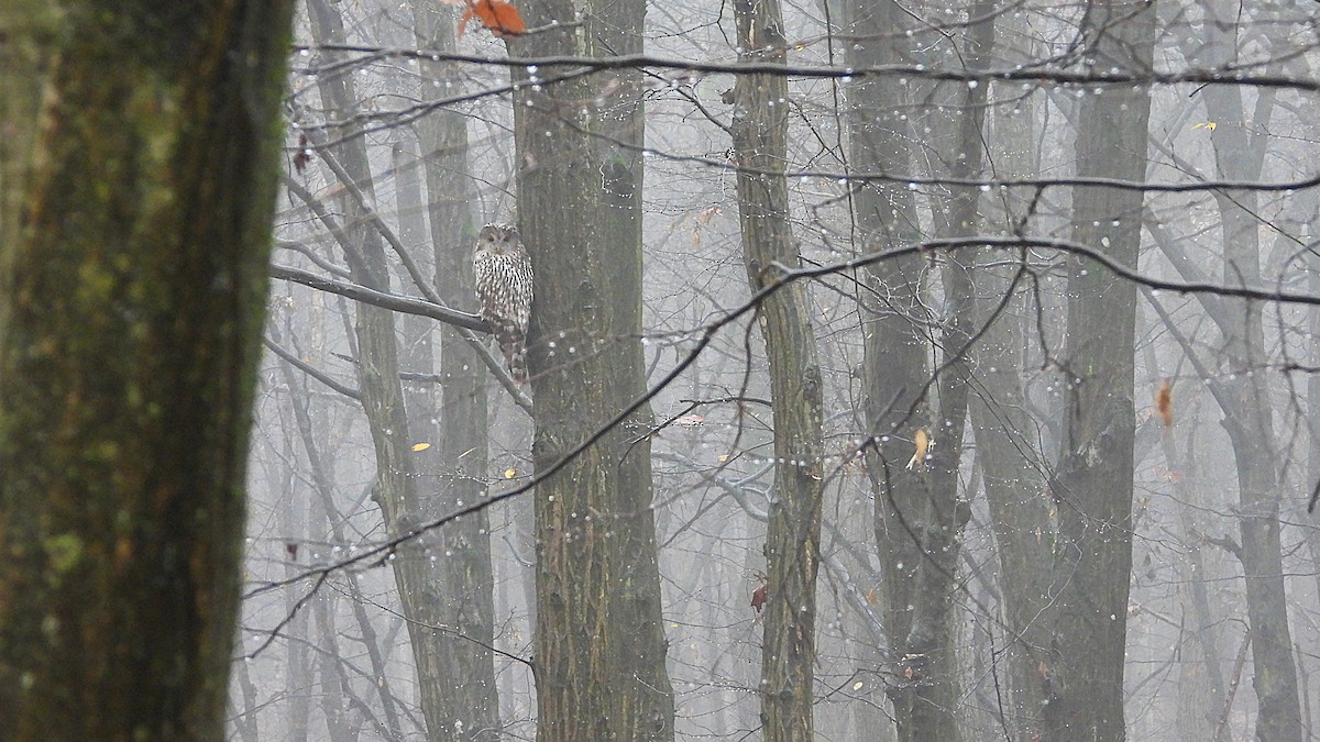 Ural Owl - ML645383942