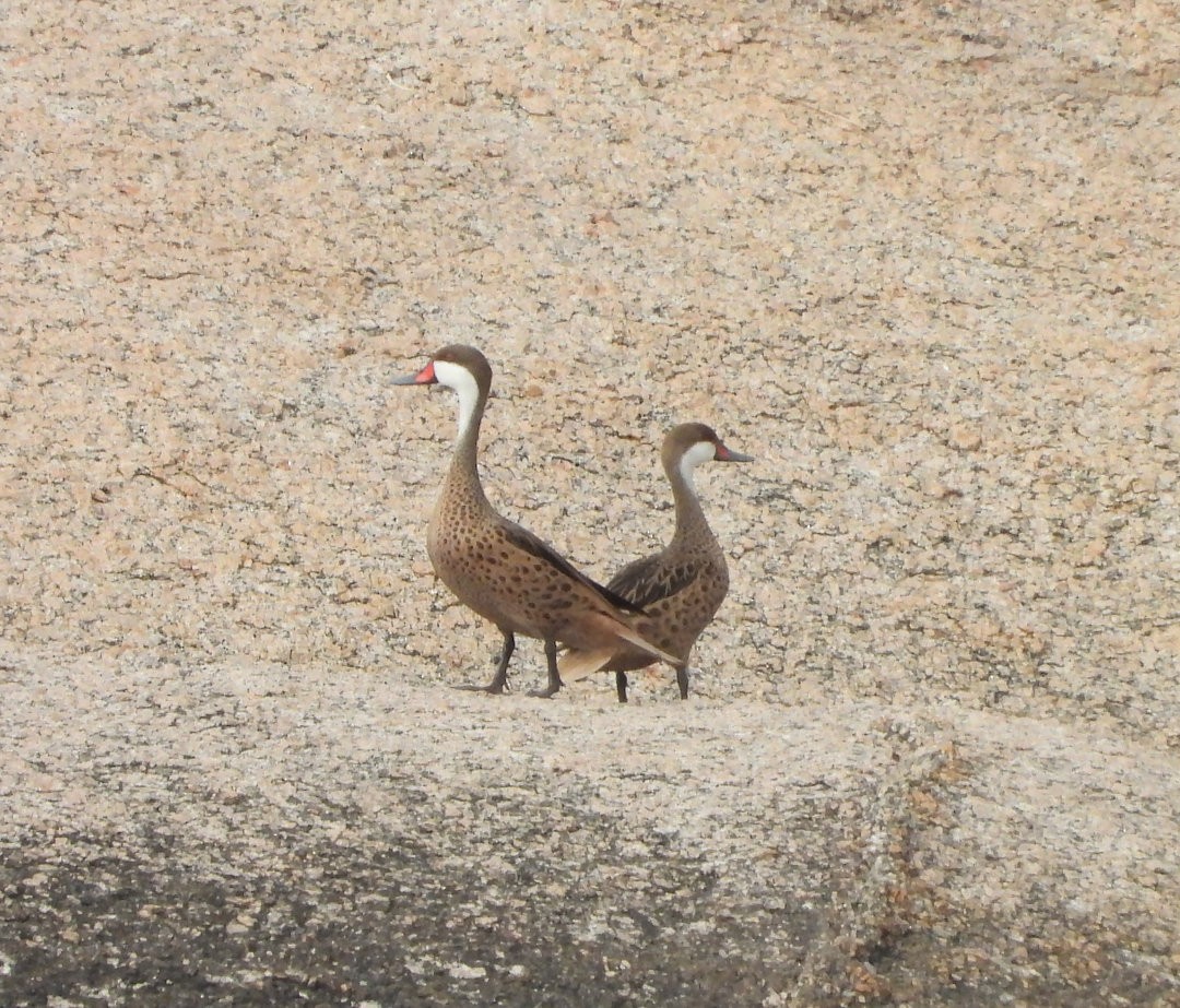 Bahamaente - ML645383944