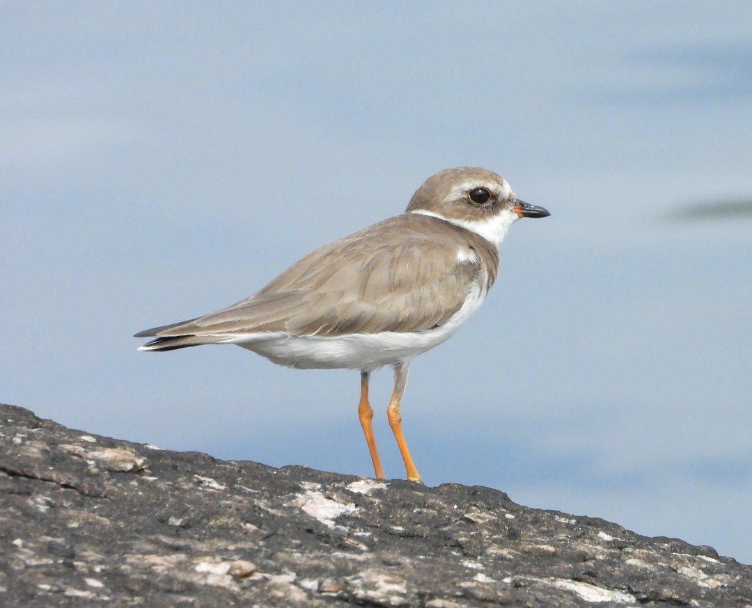 Semipalmated Plover - ML645383946
