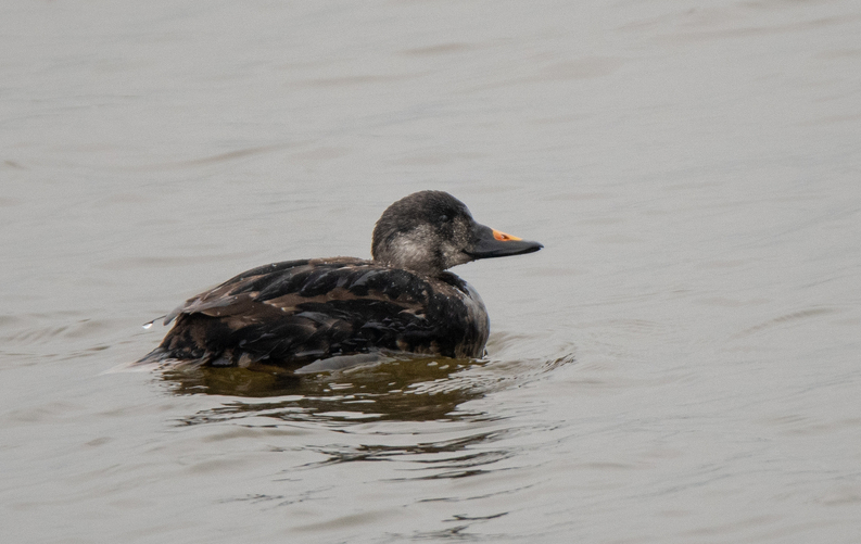 Common Scoter - ML645383960