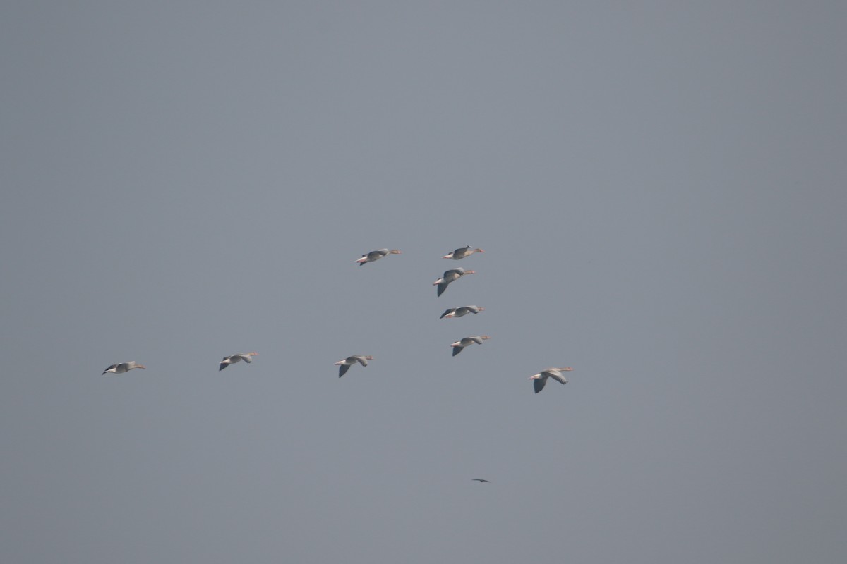 灰雁 - ML645383978