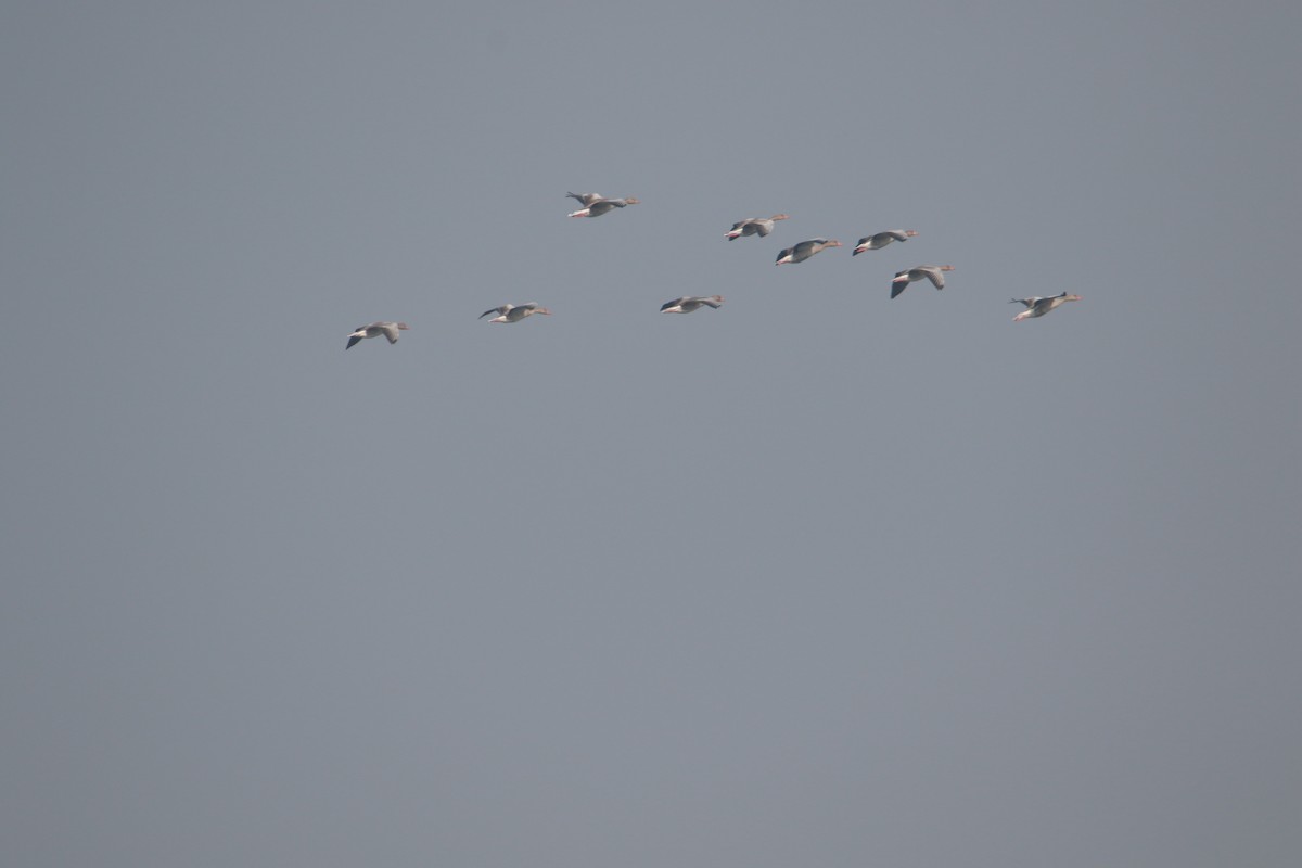 灰雁 - ML645383979