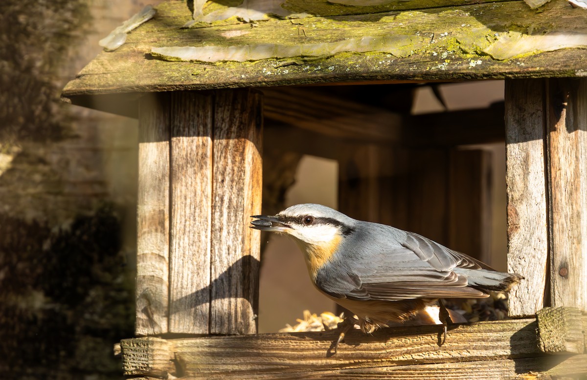 Eurasian Nuthatch - ML645383987