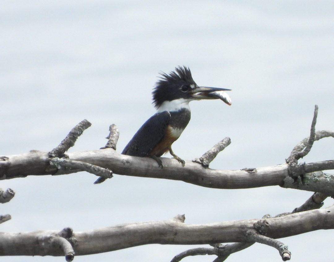 Ringed Kingfisher - ML645383988