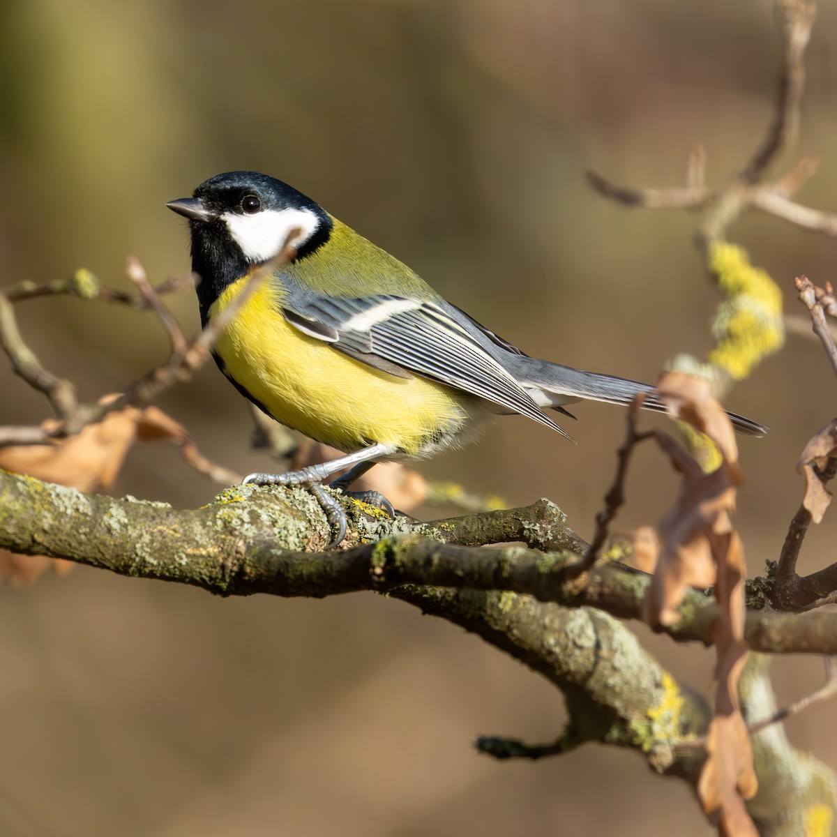 Great Tit - ML645383993