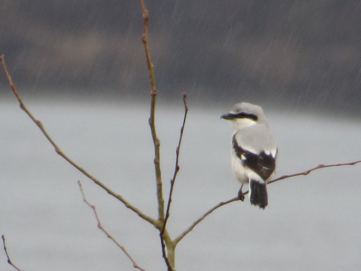 Northern Shrike - ML645383994