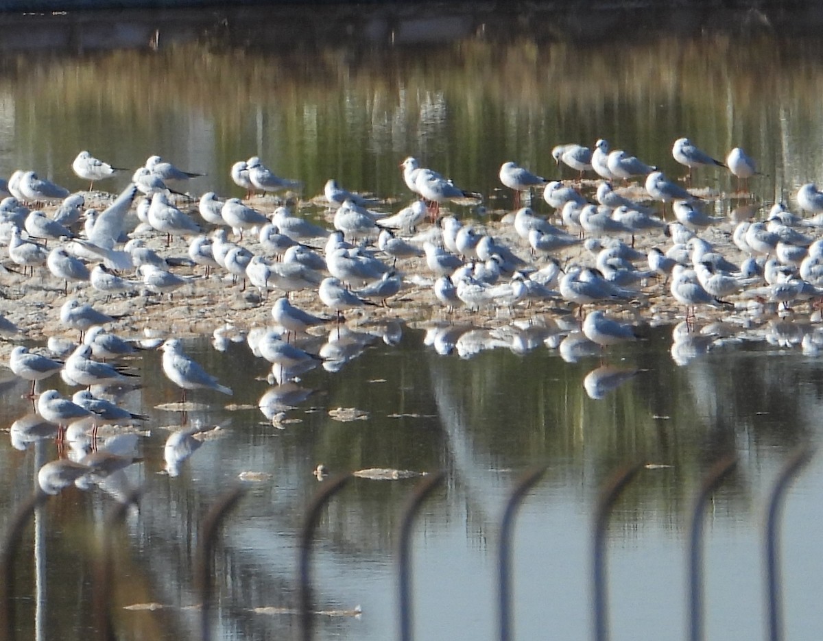 Sandwich Tern - ML645383995