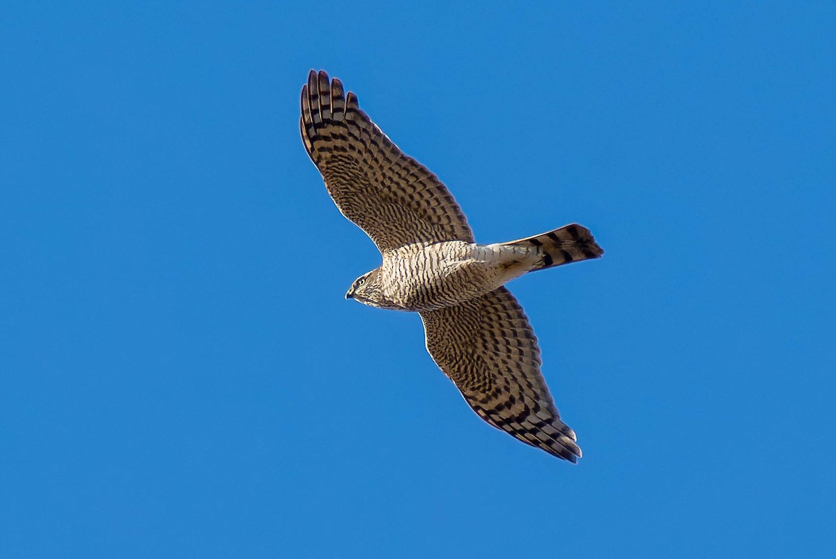 Eurasian Sparrowhawk - ML645383996