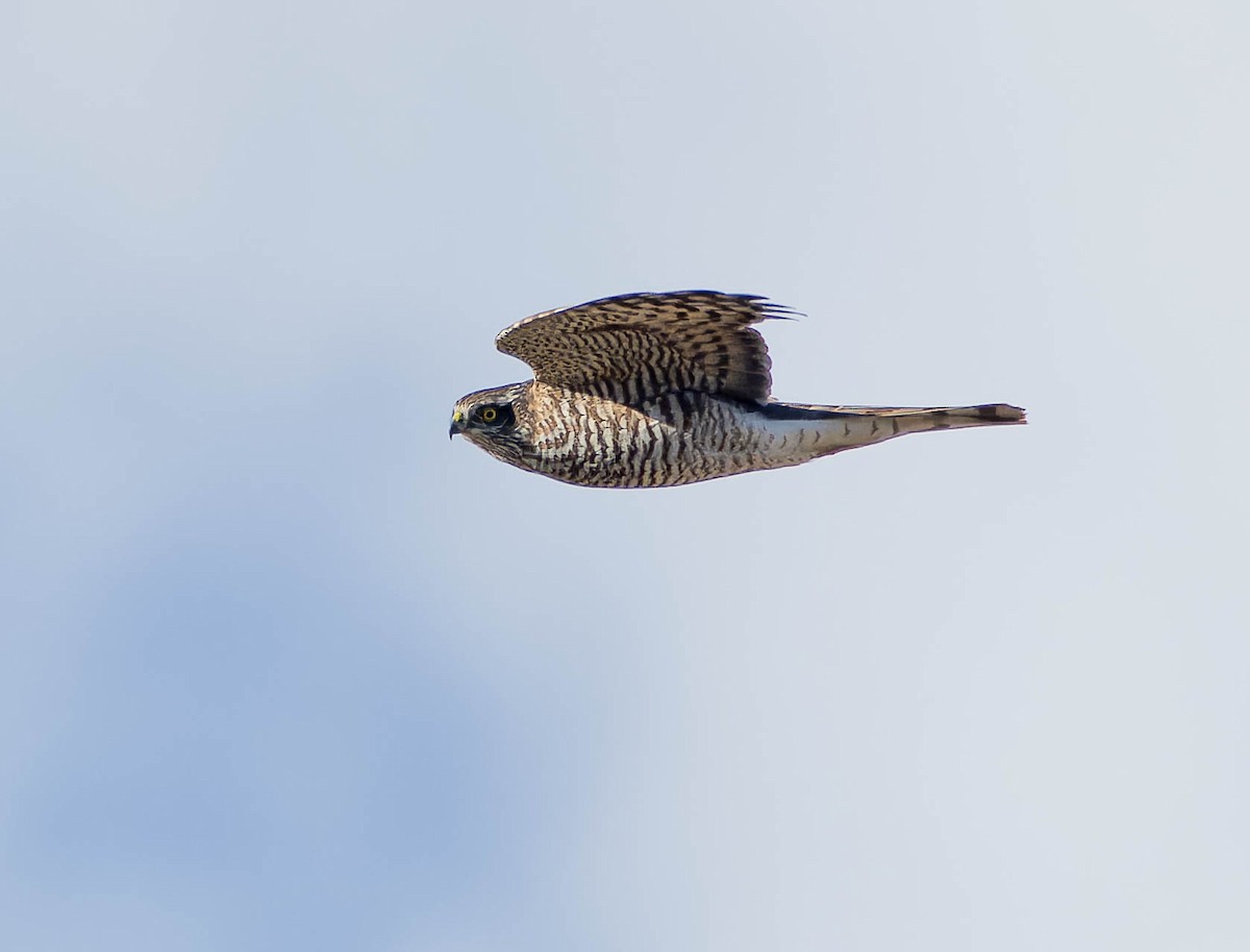 Eurasian Sparrowhawk - ML645383997