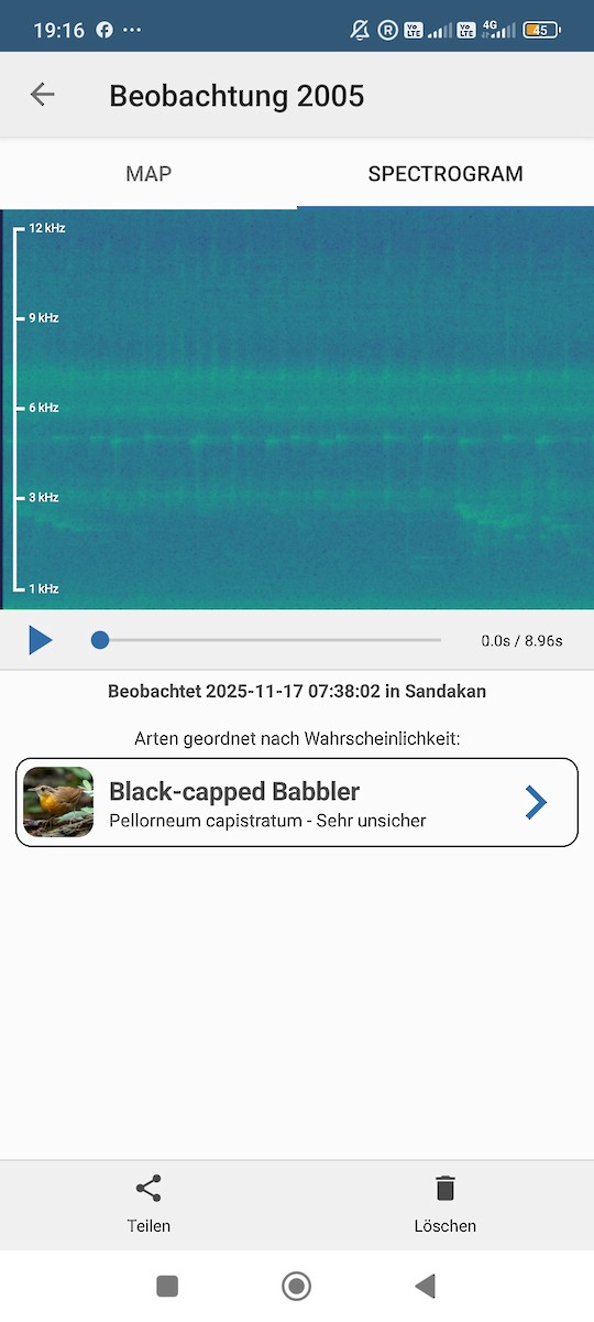Bornean Black-capped Babbler - ML645384004