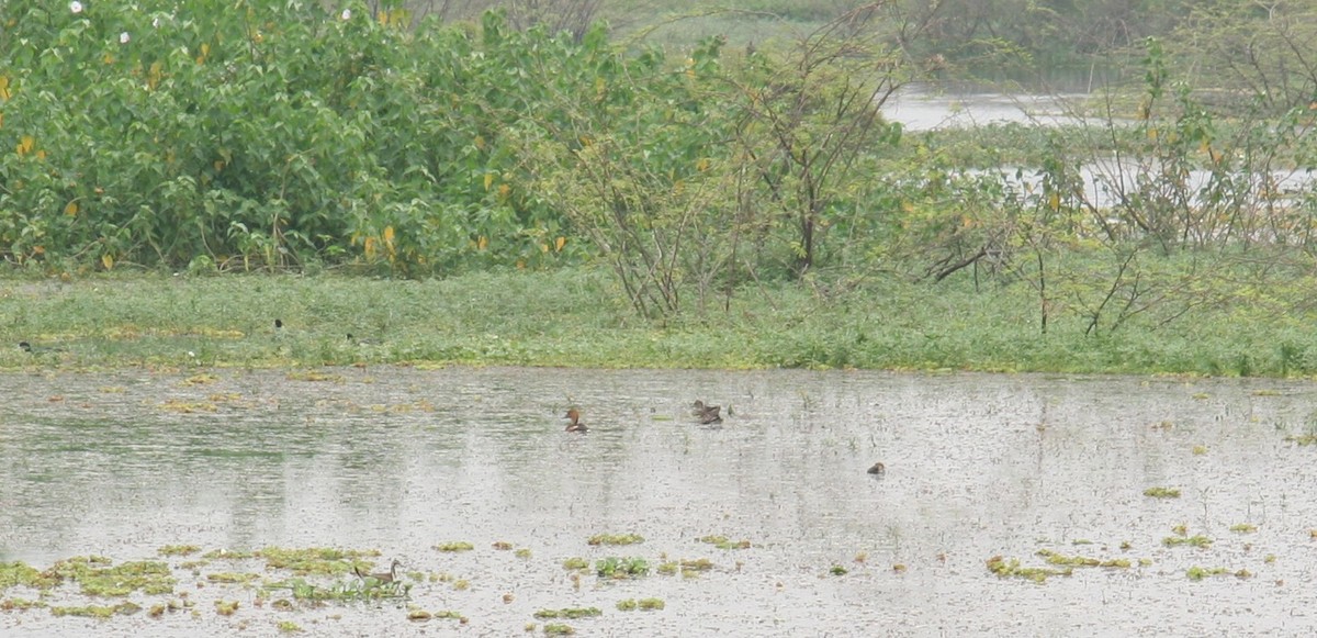 Garganey - ML645384005