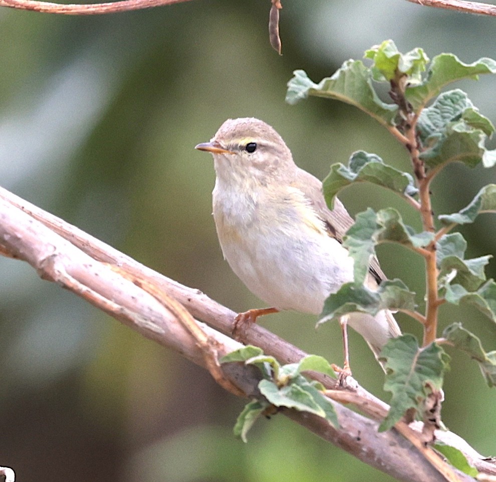 Willow Warbler - ML645384009