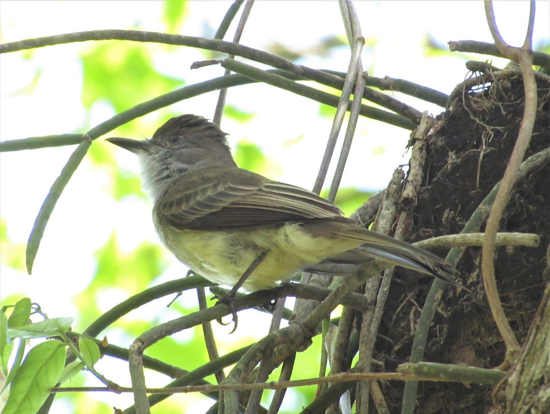 Short-crested Flycatcher - ML645384010