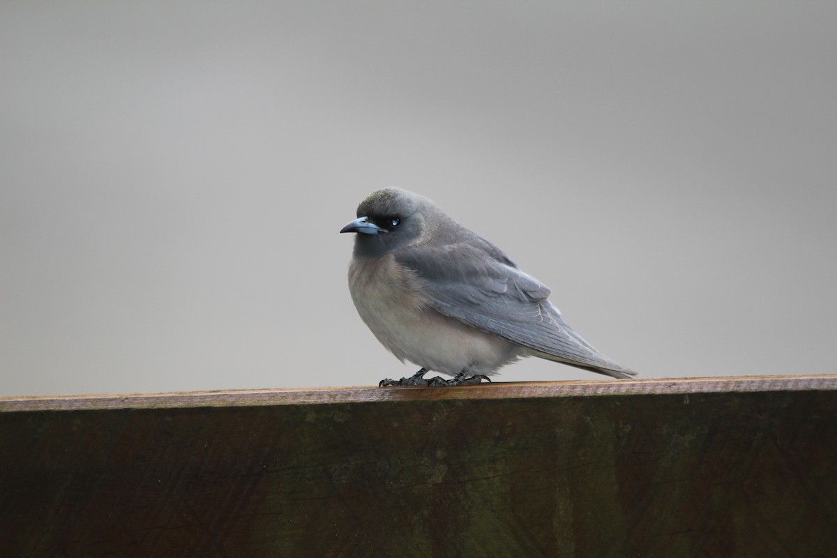 Masked Woodswallow - ML645384011