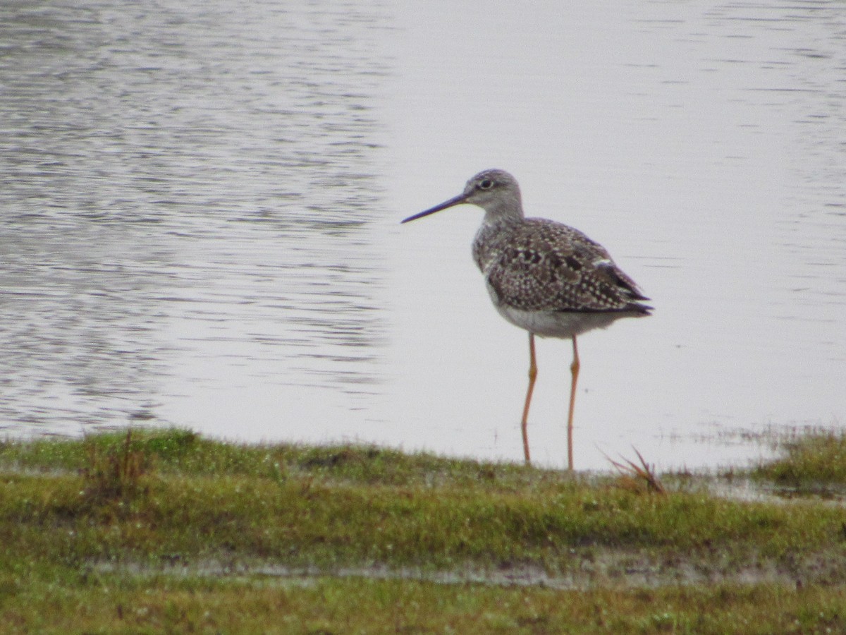 Greater Yellowlegs - ML645384014