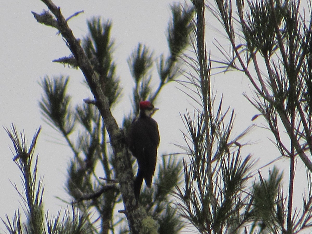 Pileated Woodpecker - ML645384018