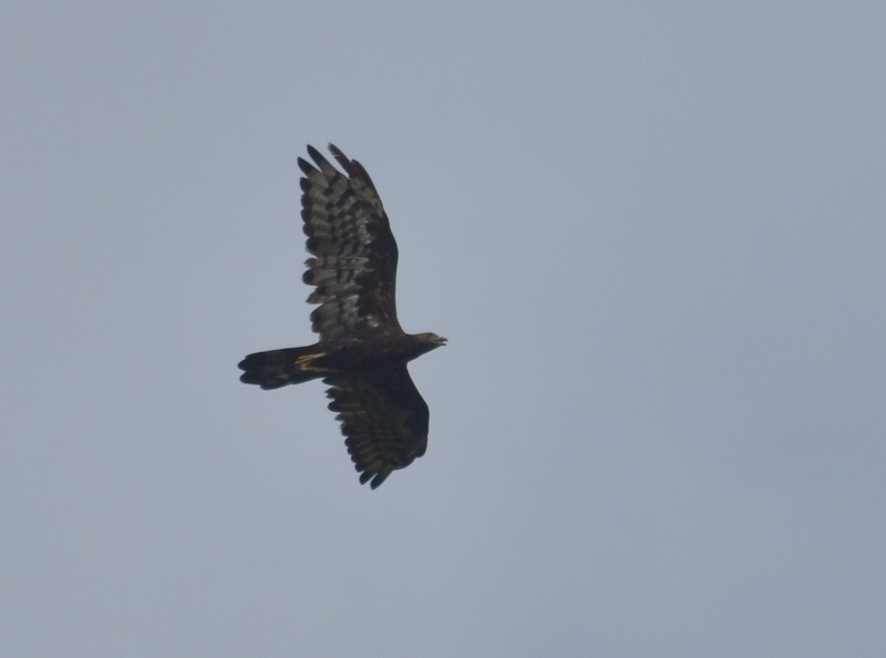 Oriental Honey-buzzard - ML645384024
