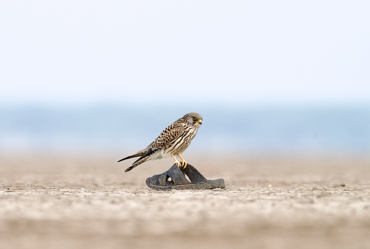 rødfalk - ML645384025