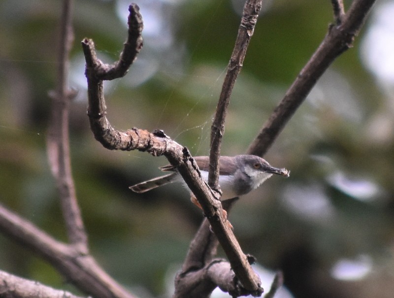 Gray-breasted Prinia - ML645384026