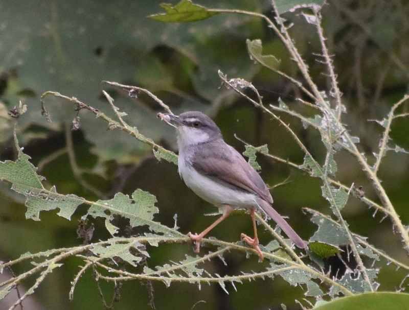 Gray-breasted Prinia - ML645384027