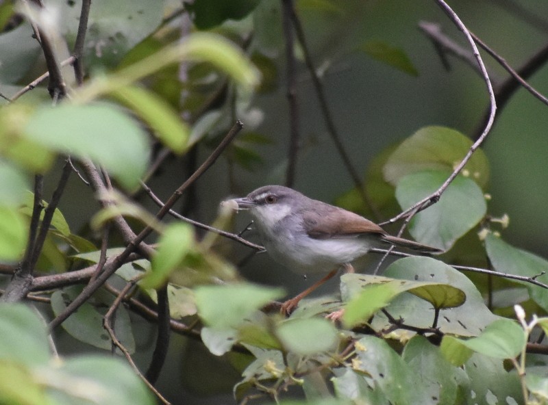 Gray-breasted Prinia - ML645384028