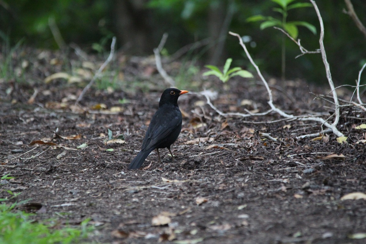 Eurasian Blackbird - ML645384029